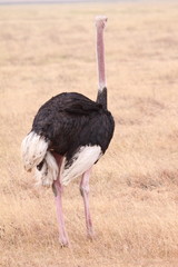 Ostrich in the Serengeti -Portrait