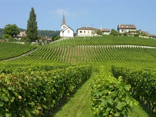 Fototapeta na wymiar Switzerland, Lavaux Wine District, Vineyard