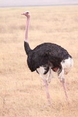 Male Ostrich - Portrait