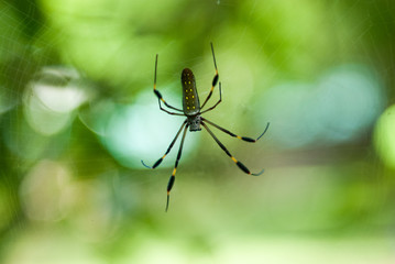 Golden Silk Orb Weaver Spider, La Selva Biological Station, Puerto Viejo de Sarapiqui, Costa Rica