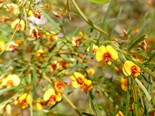 Obraz premium Native wildflowers of Australia