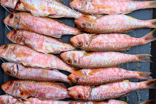 Fresh red mullet fishes ready for grill. Background image of  sea food.