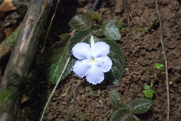 Jungle Flower, small, purple, five serrated pedals. La Selva Biological Station, Puerto Viejo de Sarapiqui, Costa Rica