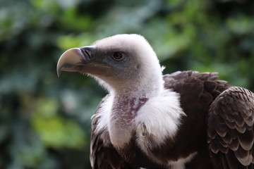 Vautour de l'himalaya