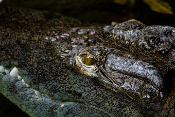 oeil de crocodile du nil