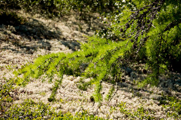 Green branch of larch with tiny leaves on the blue and yellow background. Brown cone of larch. Wild plants