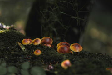 Beautiful nature wallpaper. Small mushrooms growing under the tree in the moss.