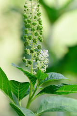 Blüten der Kermesbeere (Phytolacca)