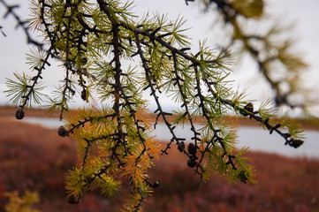 Green branch of larch with tiny leaves on the blue and yellow background. Brown cone of larch. Wild plants