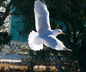 seagull in flight