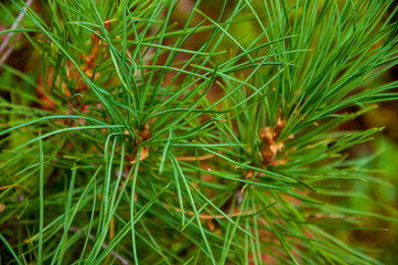 Naklejka na ściany i meble Green branch of larch with tiny leaves on the blue and yellow background. Brown cone of larch. Wild plants