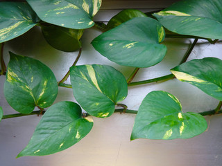 Ornamental plants in hospital areas
