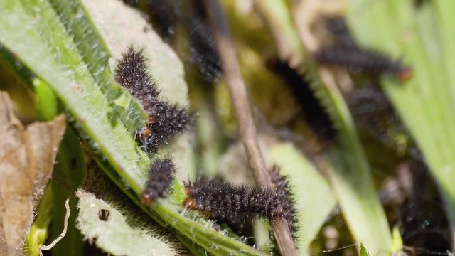 Glanville Fritillary (Melitaea cinxia ) Caterpillars in their Web. 1 cm long.