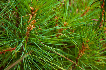 Green branch of larch with tiny leaves on the blue and yellow background. Brown cone of larch. Wild plants