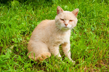 An unhappy very sad street cat sits on the green grass in the yard in the summer.