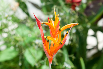 Heliconia Golden Torch, Escaleras, Puntarenas Province, Costa Rica