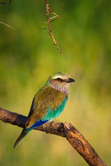 Obraz premium The&nbsp;lilac-breasted roller,&nbsp;Coracias caudatus The bird is perched on the branch in the arid African savanna Africa Uganda Wildlife scene from Africa nature. nice soft light during surice..