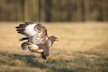 The Common Buzzard, Buteo buteo is sitting in the dry grass in autumn environment of wildlife....