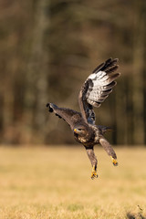 The Common Buzzard, Buteo buteo is flying above the dry grass in autumn environment of wildlife. Golden light