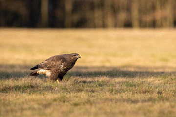 The Common Buzzard, Buteo buteo is sitting in the dry grass in autumn environment of wildlife....