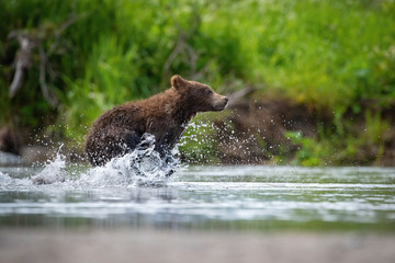 Obraz premium The&nbsp;Kamchatka&nbsp;brown&nbsp;bear, Ursus arctos beringianus catches salmons at Kuril Lake in Kamchatka, running in the water, action picture