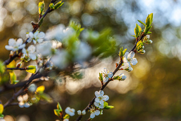 Beautiful white cherry blossom sakura flowers in spring time. Nature background with flowering cherry tree. Inspirational natural floral blooming garden or park. Flower art design.