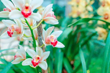 Phalaenopsis Orchid yellow white flower in garden at winter or spring day beauty and agriculture...