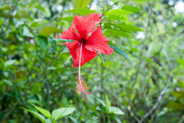 Red Hibiscus, Escaleras, Puntarenas Province, Costa Rica