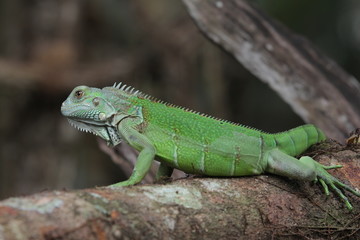 Naklejka premium Iguana Green is a genus of herbivorous lizards that are native to tropical areas of Mexico, Central America, South America, and the Caribbean. 