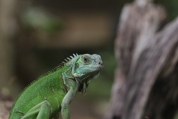 Iguana Green is a genus of herbivorous lizards that are native to tropical areas of Mexico, Central America, South America, and the Caribbean. 