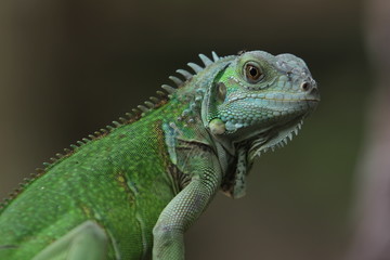 Iguana Green is a genus of herbivorous lizards that are native to tropical areas of Mexico, Central America, South America, and the Caribbean. 