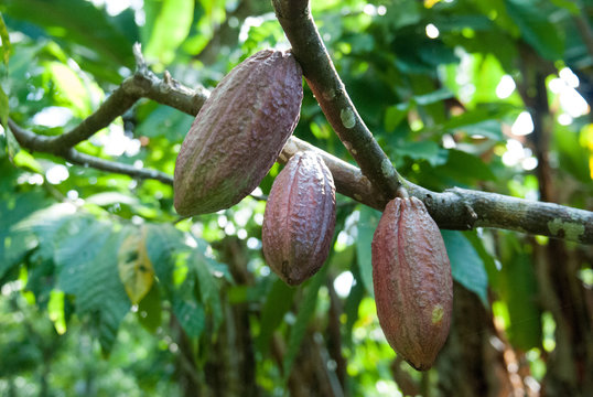 Cacao Fruit, Chocorart Cacao Plantation, Puerto Viejo de Talamanca, Lim&oacute;n Province, Costa Rica