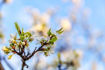 Beautiful white cherry blossom sakura flowers in spring time. Nature background with flowering cherry tree. Inspirational natural floral blooming garden or park. Flower art design.