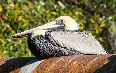 Pelican nesting on a rusty pipe