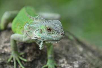 Iguana Green is a genus of herbivorous lizards that are native to tropical areas of Mexico, Central America, South America, and the Caribbean. 