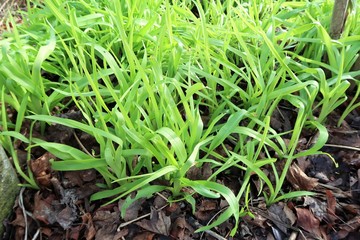 Frühling - die ersten Gräser sprießen aus dem Boden
