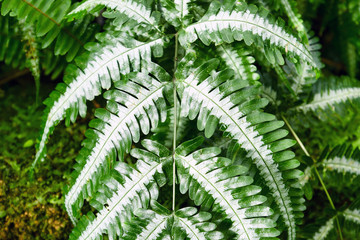 Close up of tropical 'Pteridaceae Pteris Argyrea Silver Brake' fern plant leaf with white markings