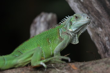 Iguana Green is a genus of herbivorous lizards that are native to tropical areas of Mexico, Central America, South America, and the Caribbean. 