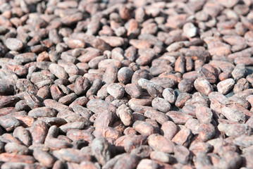 Cacao Nibs, Chocorart Cacao Plantation, Puerto Viejo de Talamanca, Limón Province, Costa Rica
