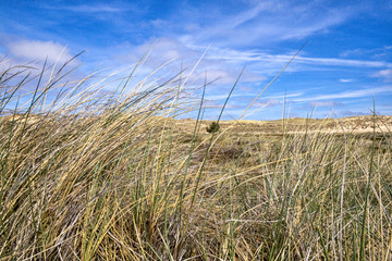 Obraz premium Dünengras auf Amrum