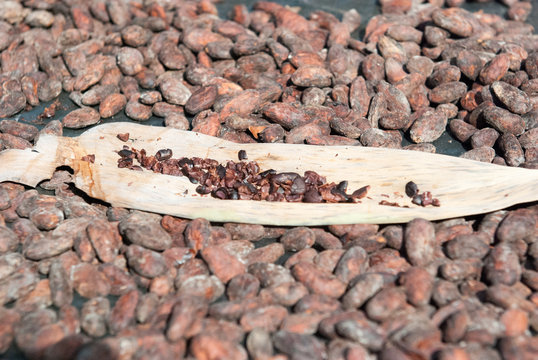 Cacao Nibs, Chocorart Cacao Plantation, Puerto Viejo de Talamanca, Lim&oacute;n Province, Costa Rica