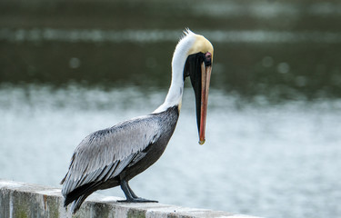 Pelican on a wall near the water