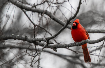 A bright red Cardinal bird is perched on a branch of a bare tree due to winter.