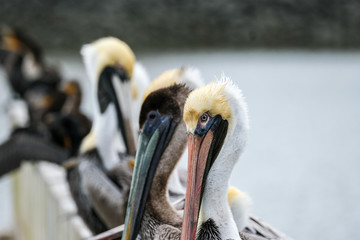 close up of birds near the water
