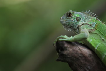 Iguana Green is a genus of herbivorous lizards that are native to tropical areas of Mexico, Central America, South America, and the Caribbean. 