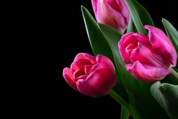 Three pink tulips against the black background. Copy space