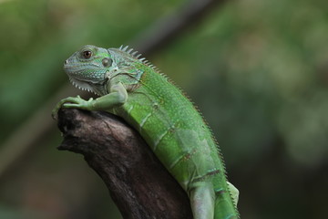 Iguana Green is a genus of herbivorous lizards that are native to tropical areas of Mexico, Central America, South America, and the Caribbean. 