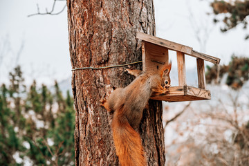 Red squirrel using feeder box house in the park