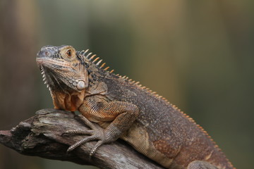 Iguana Red  is a genus of herbivorous lizards that are native to tropical areas of Mexico, Central America, South America, and the Caribbean. 