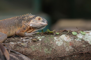 Iguana Red  is a genus of herbivorous lizards that are native to tropical areas of Mexico, Central America, South America, and the Caribbean. 